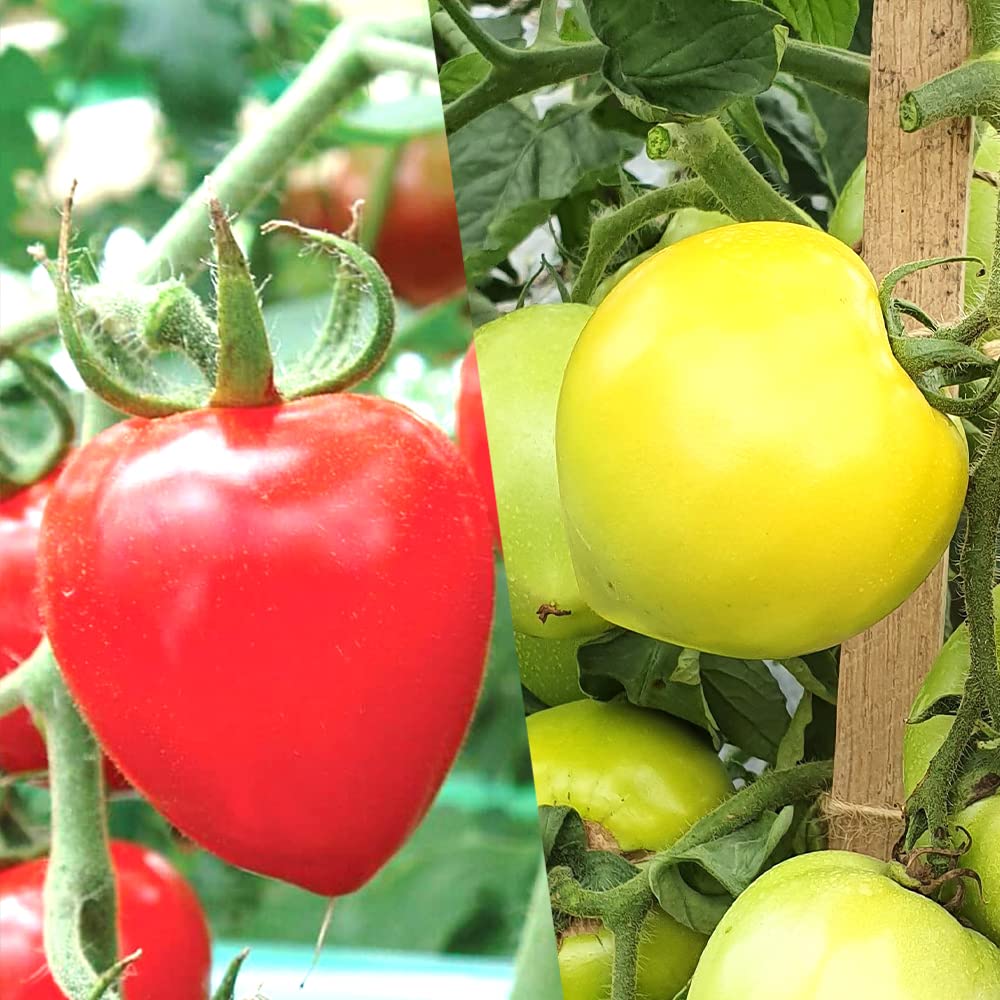 Amazon.co.jp: ITANSE ミニトマトの苗 テーブルトマト レッド